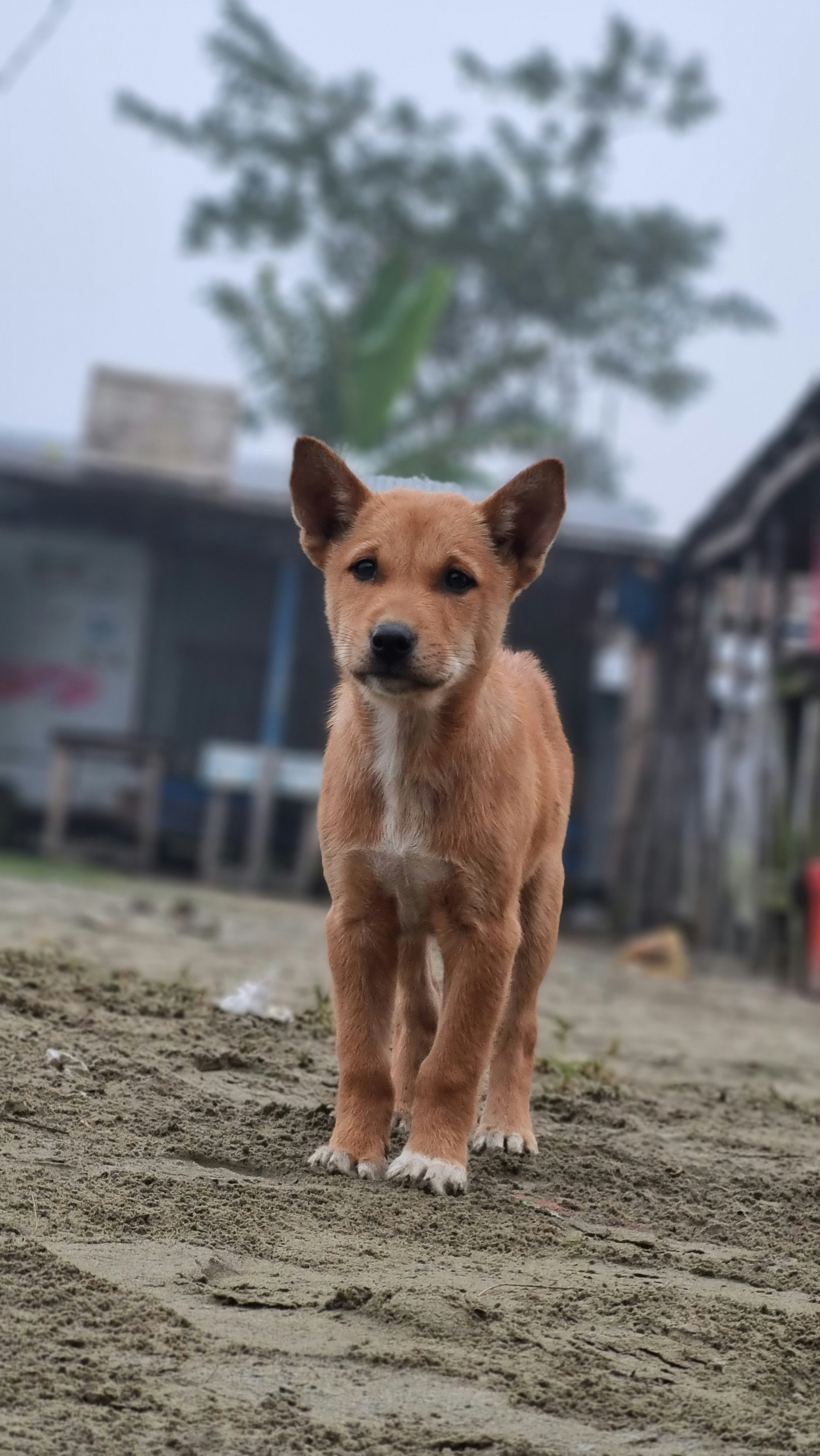 a small brown dog standing on top of a dirt field